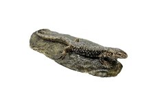 Ještěrka zední (podarcis muralis)