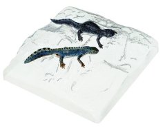 Čolek horský - pár