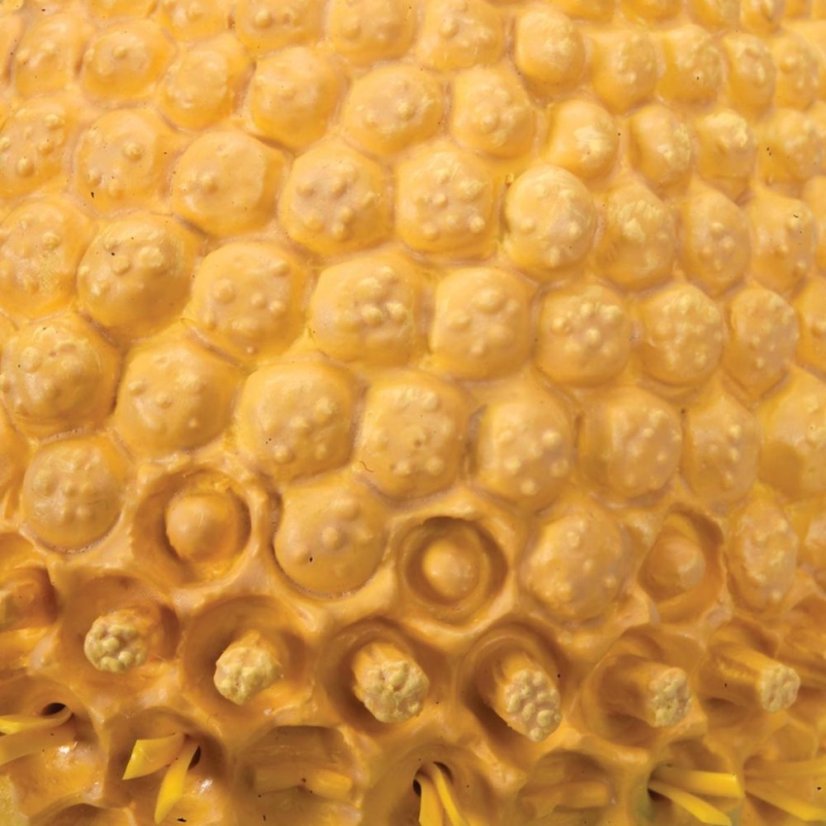 Květ heřmánku ( Marticaria chamomilla)