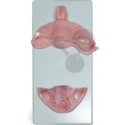 Embryologie člověka