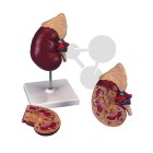 Žaludek, ledviny, játra