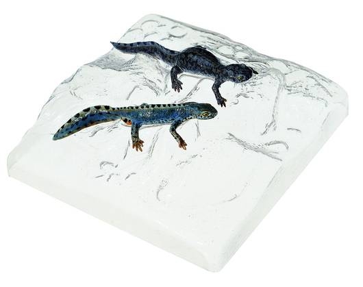 Čolek horský - pár