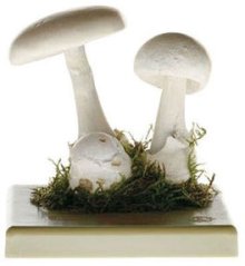 Muchomůrka jarní ( Amanita verna)