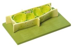 Model rostlinné buňky, zvětšení 3000x