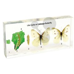 Životní cyklus běláska zelného