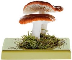Holubinka vrhavka (Russula emetica)