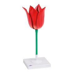 Květ tulipánu, zvětšení 3x (Tulipa gesneriana)  T210101
