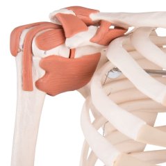 Lidská kostra SAM DE LUXE