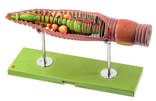 Anatomický model žížaly (Lumbricus terrestris) Anatomický model žížaly (Lumbricus terrestris)