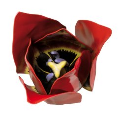 Květ tulipánu, zvětšení 3x (Tulipa gesneriana)  T210101