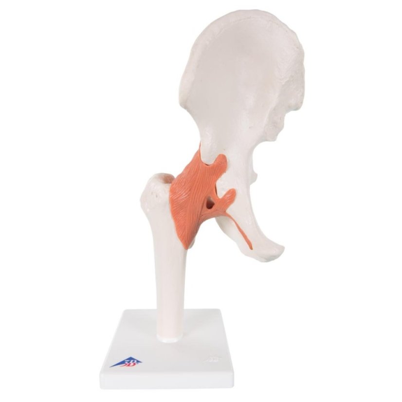 Flexibilní model kyčelního kloubu Flexibilní model kyčelního kloubu