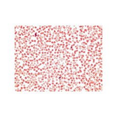 Školní sada - Histologie člověka a savců I.