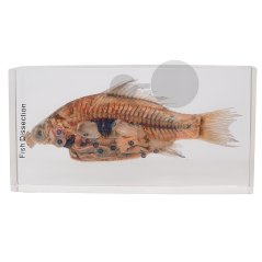 Model kapra, v řezu, preparát zalitý v pryskyřici