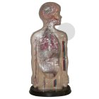 Funkce těla, tělní systémy