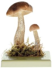 Kozák březový (Leccinum scabrum)