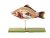 Anatomický model kapra (Cyprinus carpio)