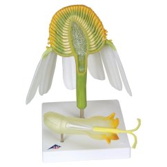 Květ heřmánku ( Marticaria chamomilla)