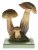 Hřib koloděj (Boletus luridus)