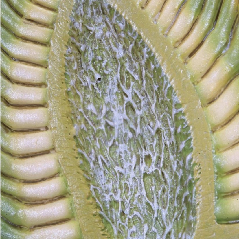 Květ heřmánku ( Marticaria chamomilla)