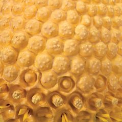Květ heřmánku ( Marticaria chamomilla)