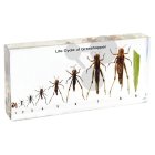 Anatomie a fyziologie zvířat