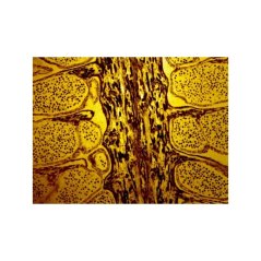 Lidské tělo - normální tkáně I.