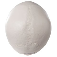 Lidská lebka, rozložitelná