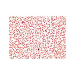 Anatomie, histologie člověka a savců