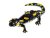 Mlok skvrnitý - samička (Salamandra salamandra)