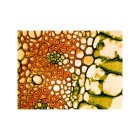 Mikroskopické preparáty