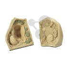 Mikrobiologie, Genetika, Molekulární biologie