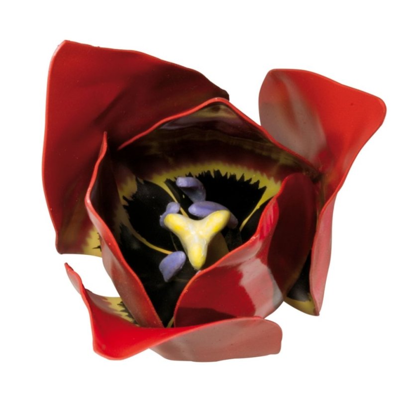 Květ tulipánu, zvětšení 3x (Tulipa gesneriana)  T210101