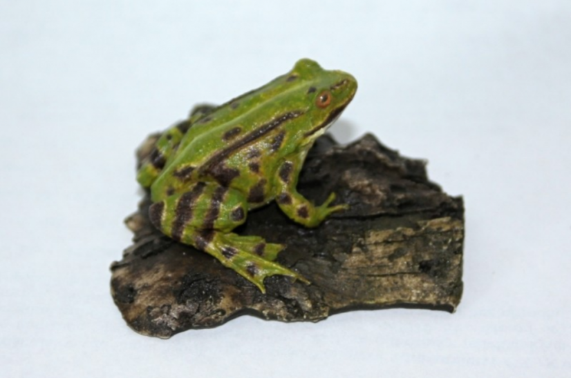 Skokan zelený (Rana kl. esculenta) Skokan zelený (Rana kl. esculenta)
