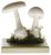 Muchomůrka jarní ( Amanita verna)