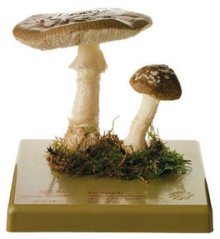 Muchomůrka tygrovaná (Amanita pantherina)